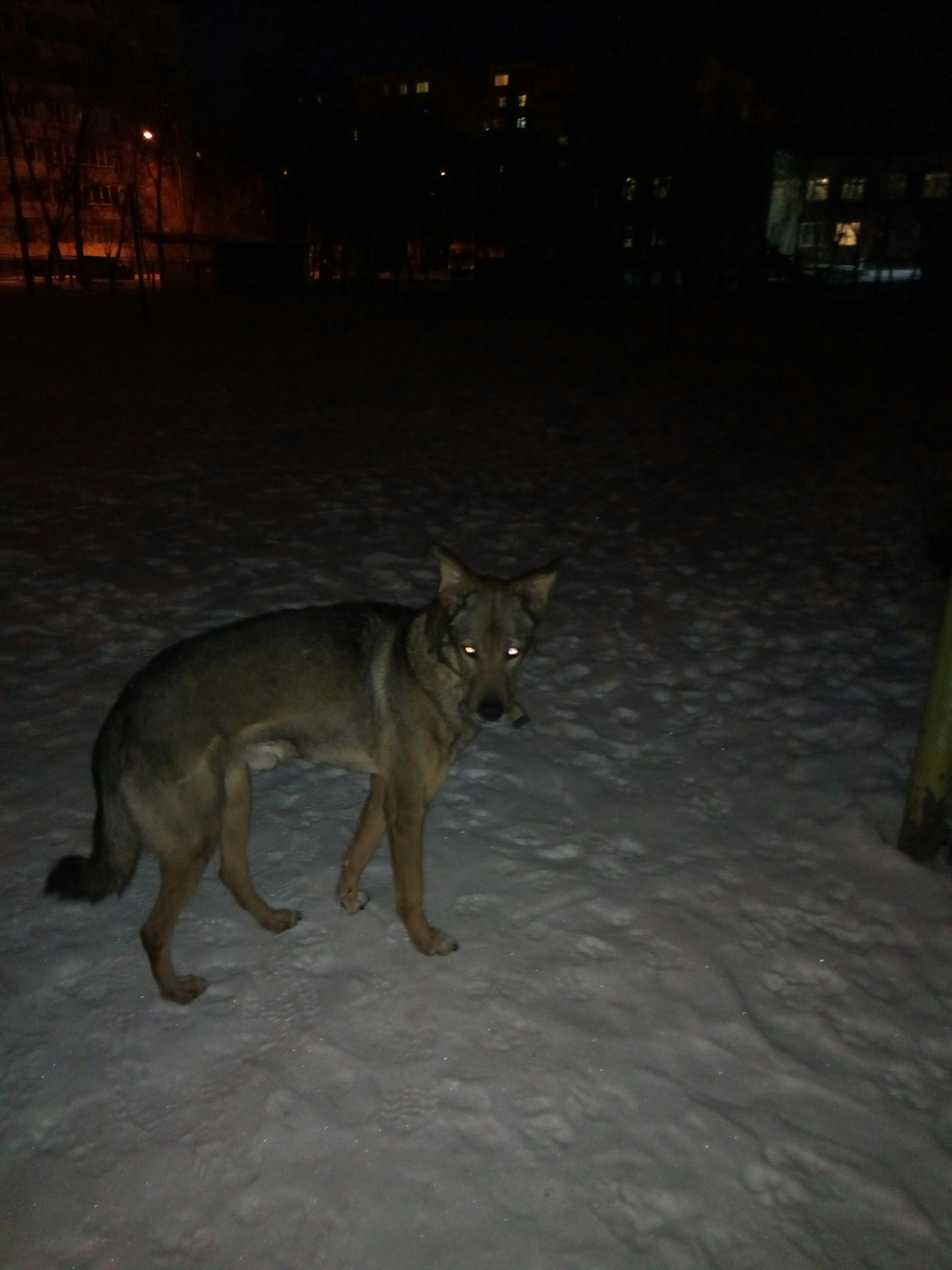 Found a dog. Chelyabinsk - My, Chelyabinsk, Help, Lost, Foundling, Found a dog, Dog