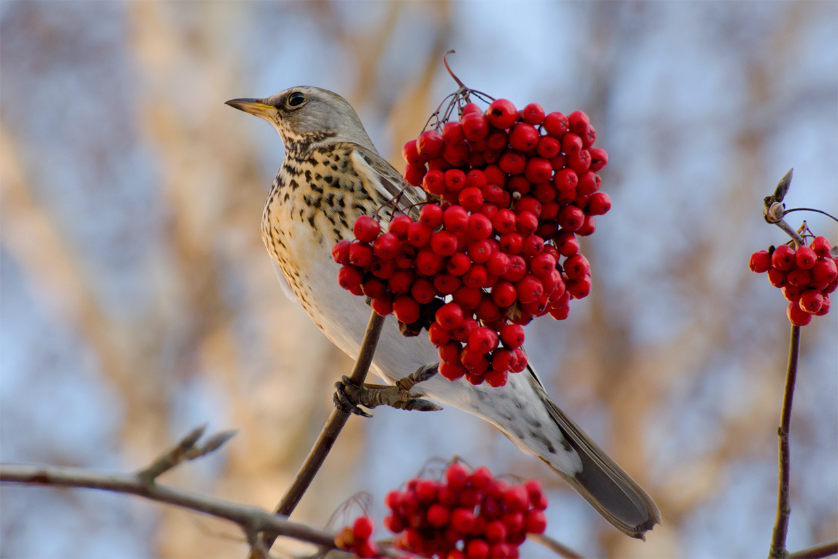 Birds of the winter forest - My, Birds, Winter, Leningrad region, The photo, Longpost