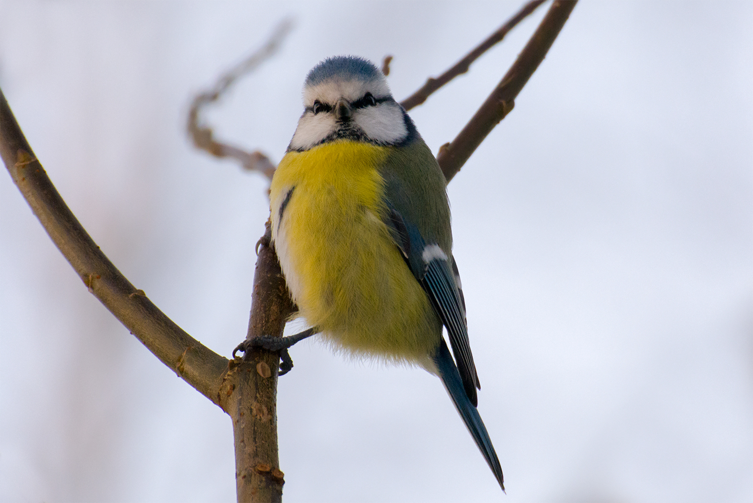 Birds of the winter forest - My, Birds, Winter, Leningrad region, The photo, Longpost