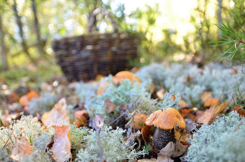 Autumn .... - Autumn, Nature, Forest, Mushrooms, North, beauty, Longpost