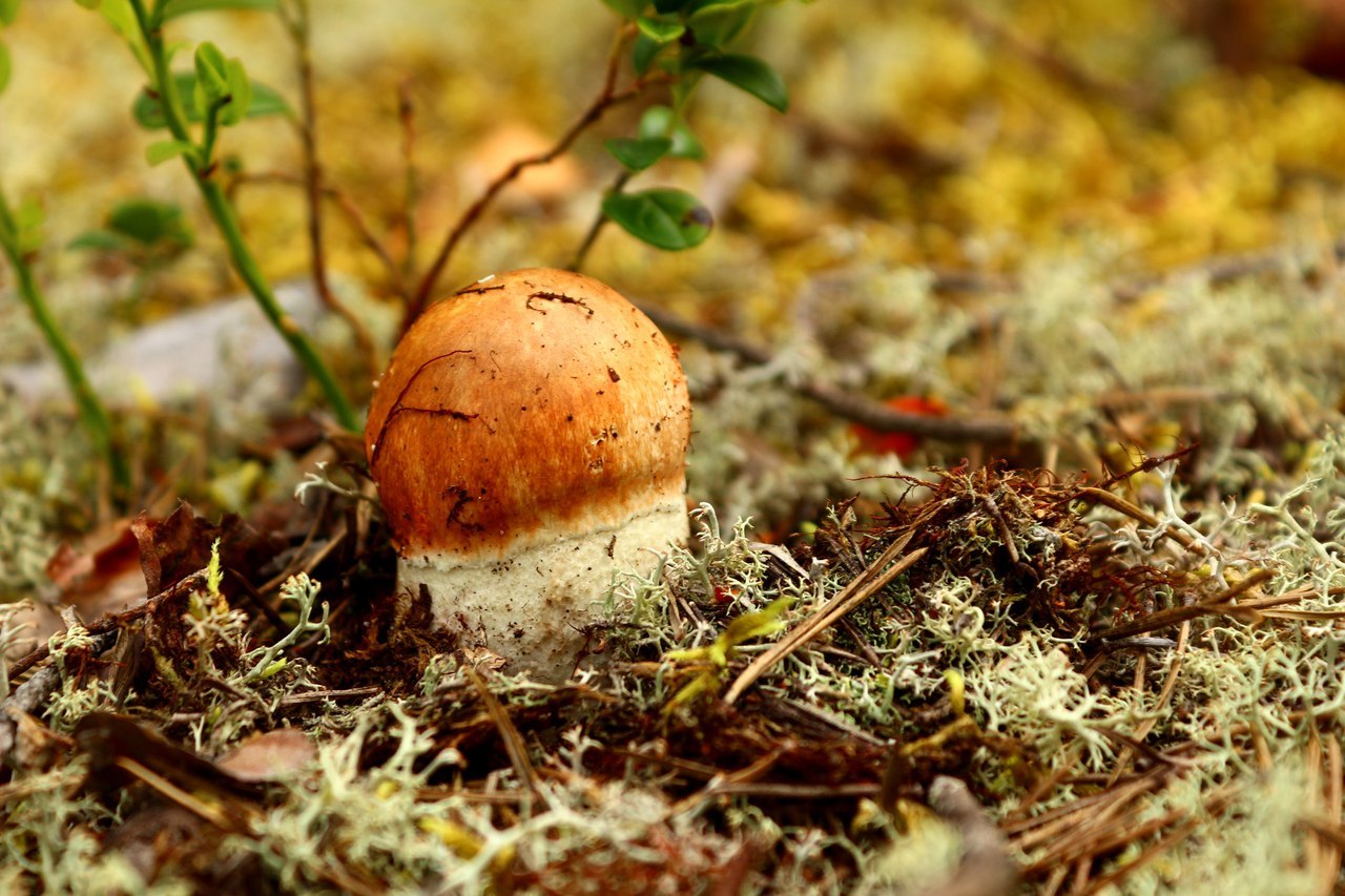 Autumn .... - Autumn, Nature, Forest, Mushrooms, North, beauty, Longpost