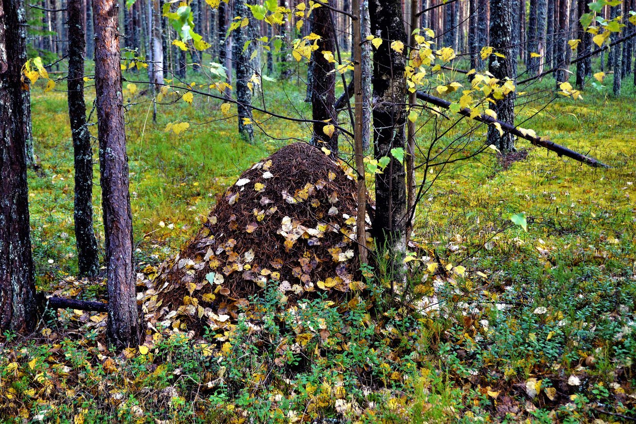 Autumn .... - Autumn, Nature, Forest, Mushrooms, North, beauty, Longpost