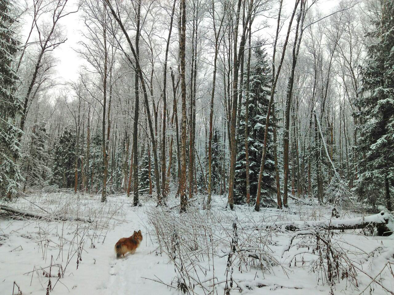 Finally, snow in Moscow. - My, Irish wolfhound, Wookiees, Chewbacca, Dog, Forest, Winter, Longpost