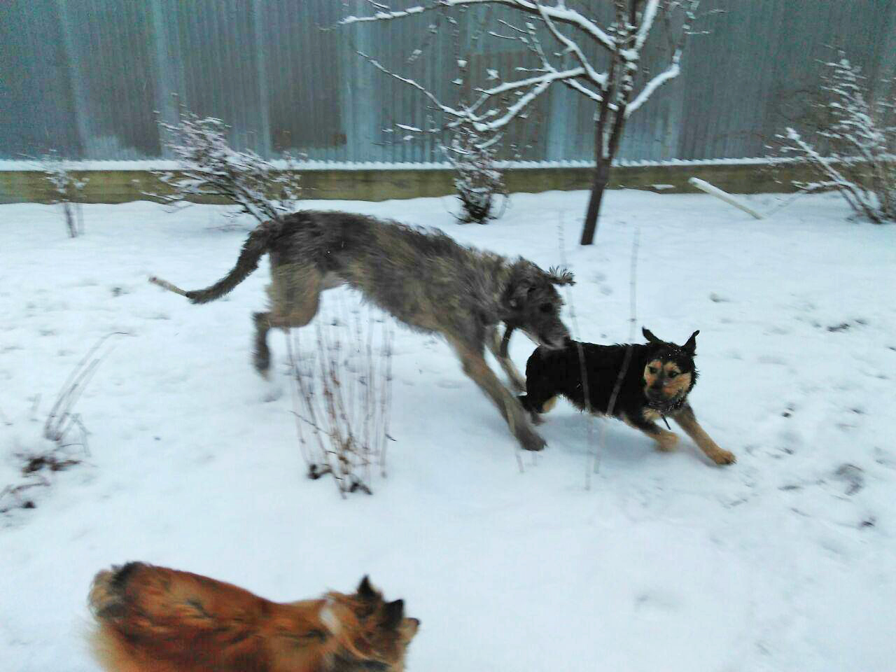 Finally, snow in Moscow. - My, Irish wolfhound, Wookiees, Chewbacca, Dog, Forest, Winter, Longpost