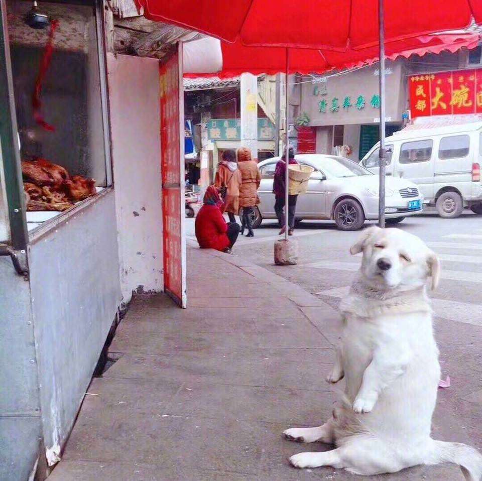 Pending - Dog, Meat, Longpost