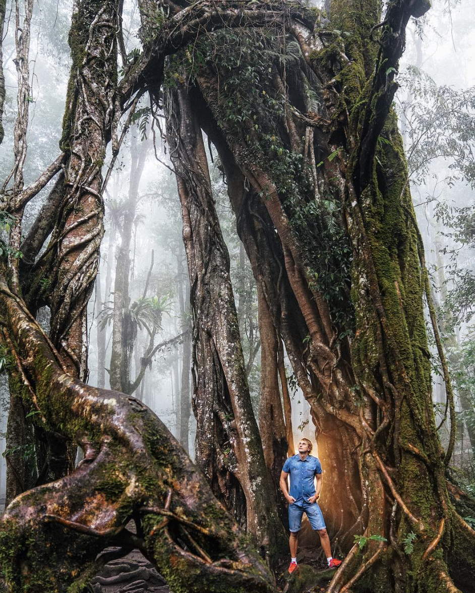 Incredible trees in Bali! - My, Tree, Beginning photographer, Longpost