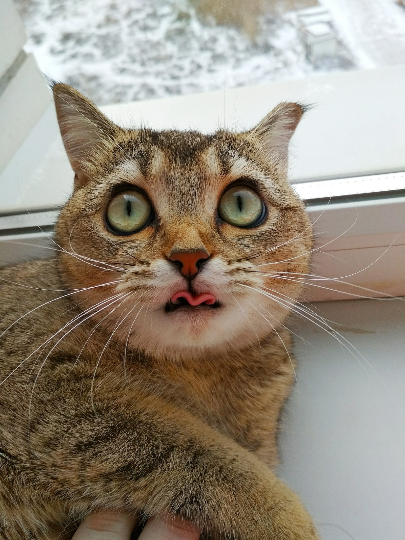 Tongue! - My, cat, Language, Milota