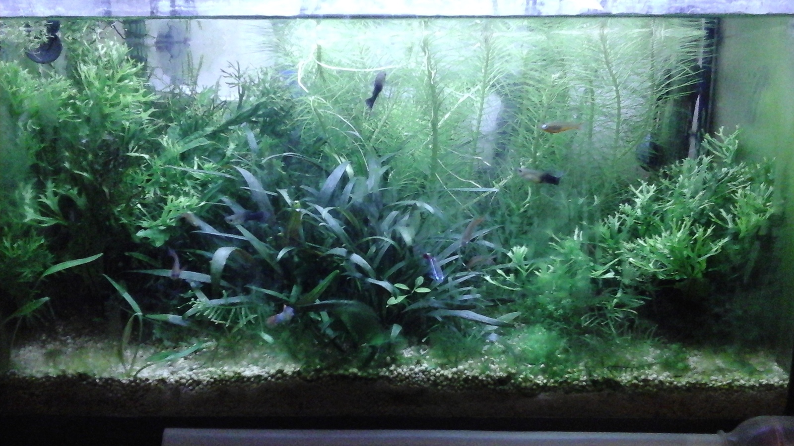 Restarting the aquarium - My, Aquarium, Aquarium