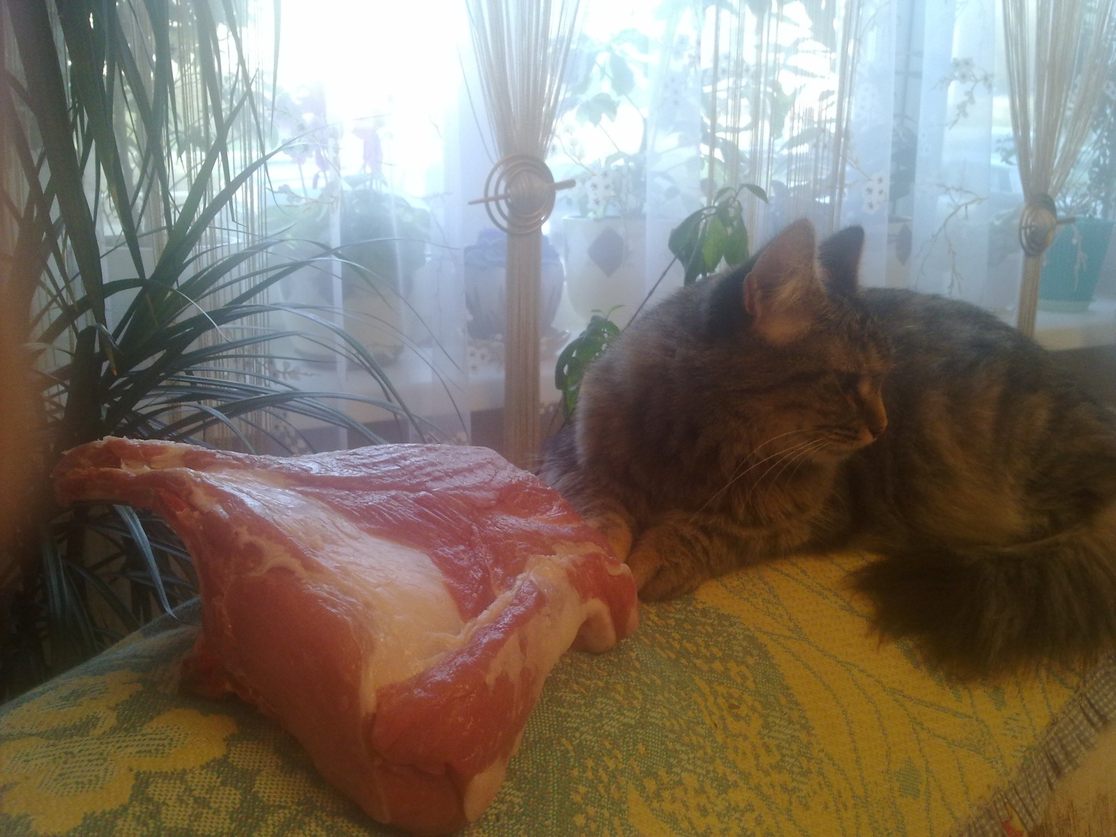 I don't want meat, Kiteket come on - My, cat, Pets, Longpost