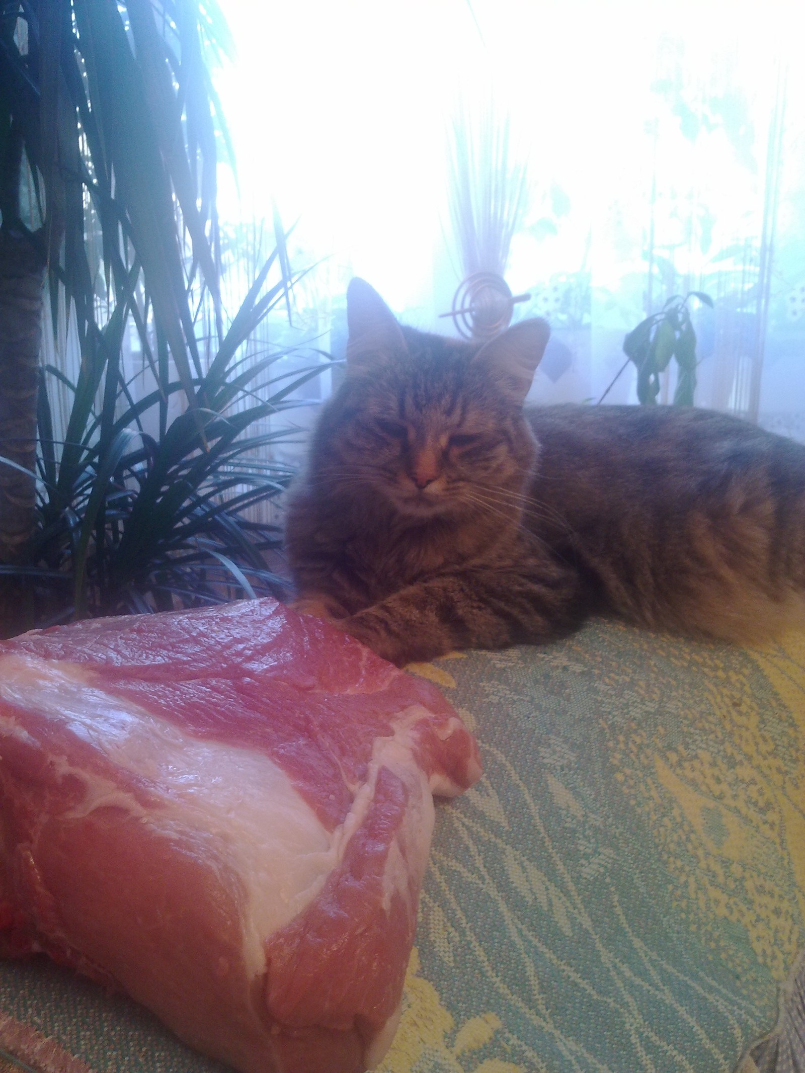 I don't want meat, Kiteket come on - My, cat, Pets, Longpost