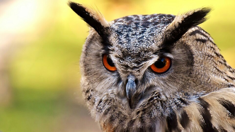 In the US, owls attack people - news, USA