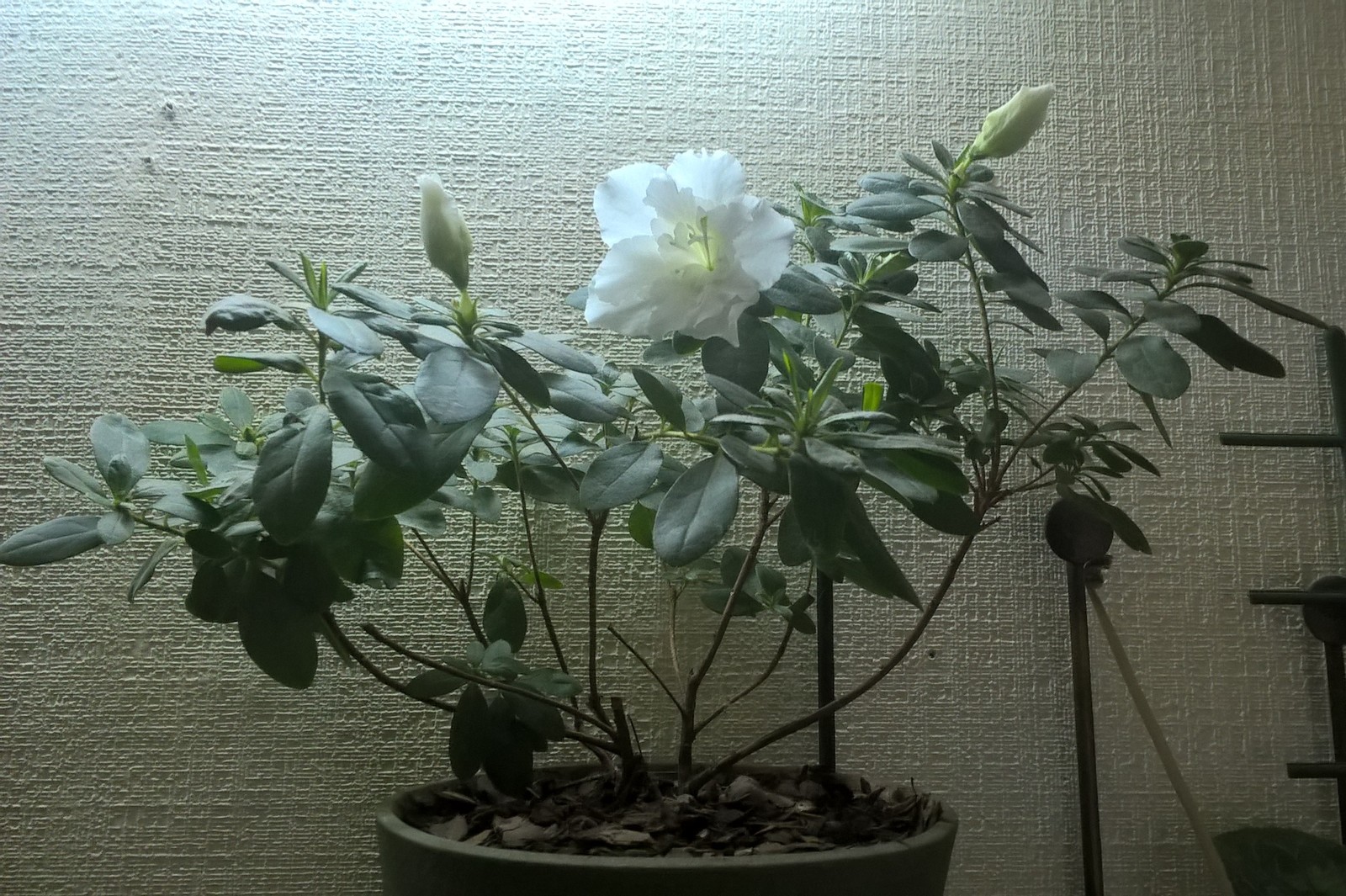 For subscribers - My, Azalea, Houseplants, Employment, Motivator