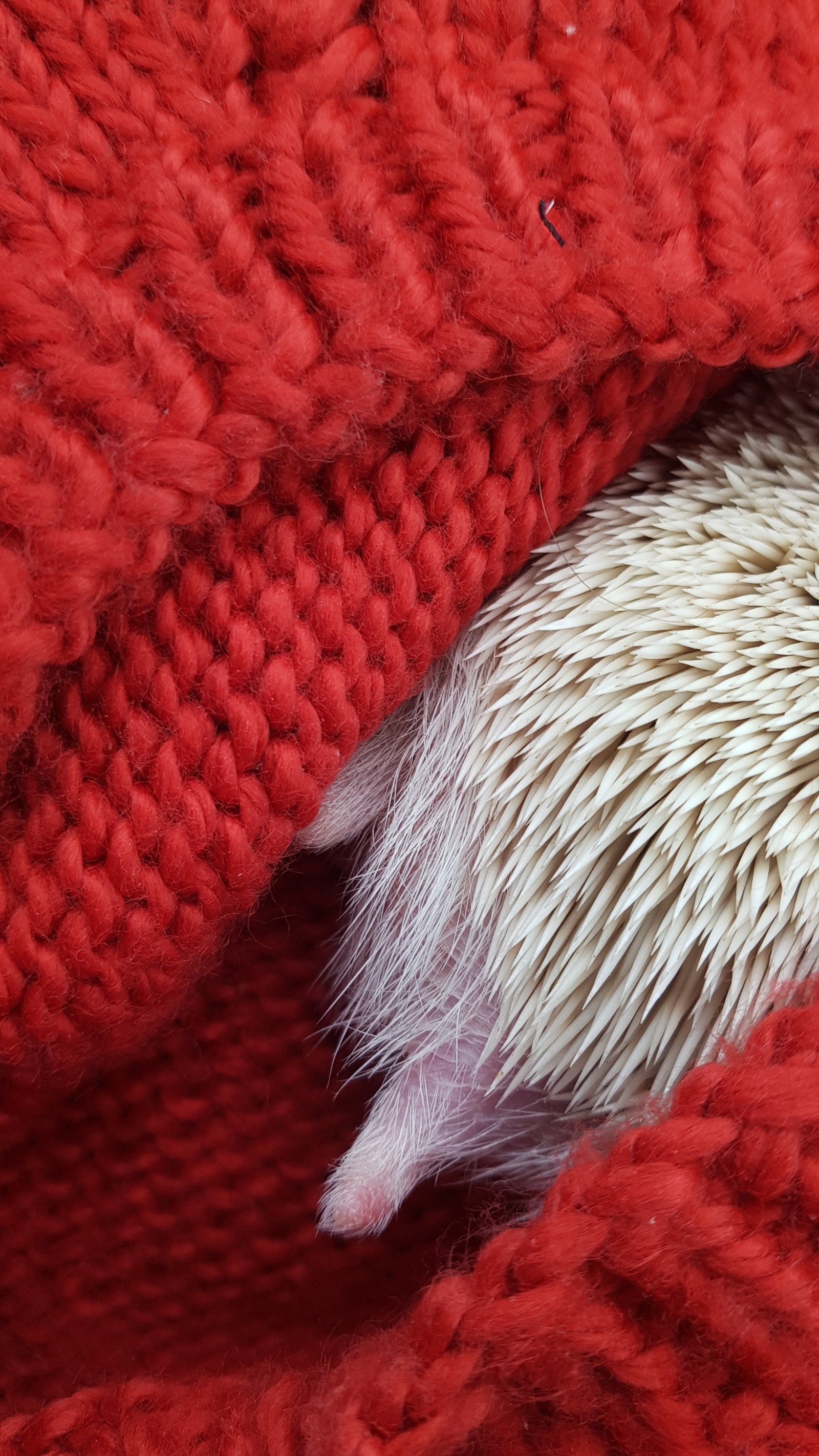 Everything you wanted to know about hedgehogs. - My, Hedgehog, Milota, Longpost