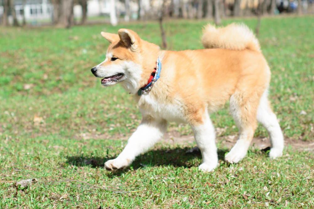 Transformation from plush toy to dog - My, Akita inu, , Dog, Longpost