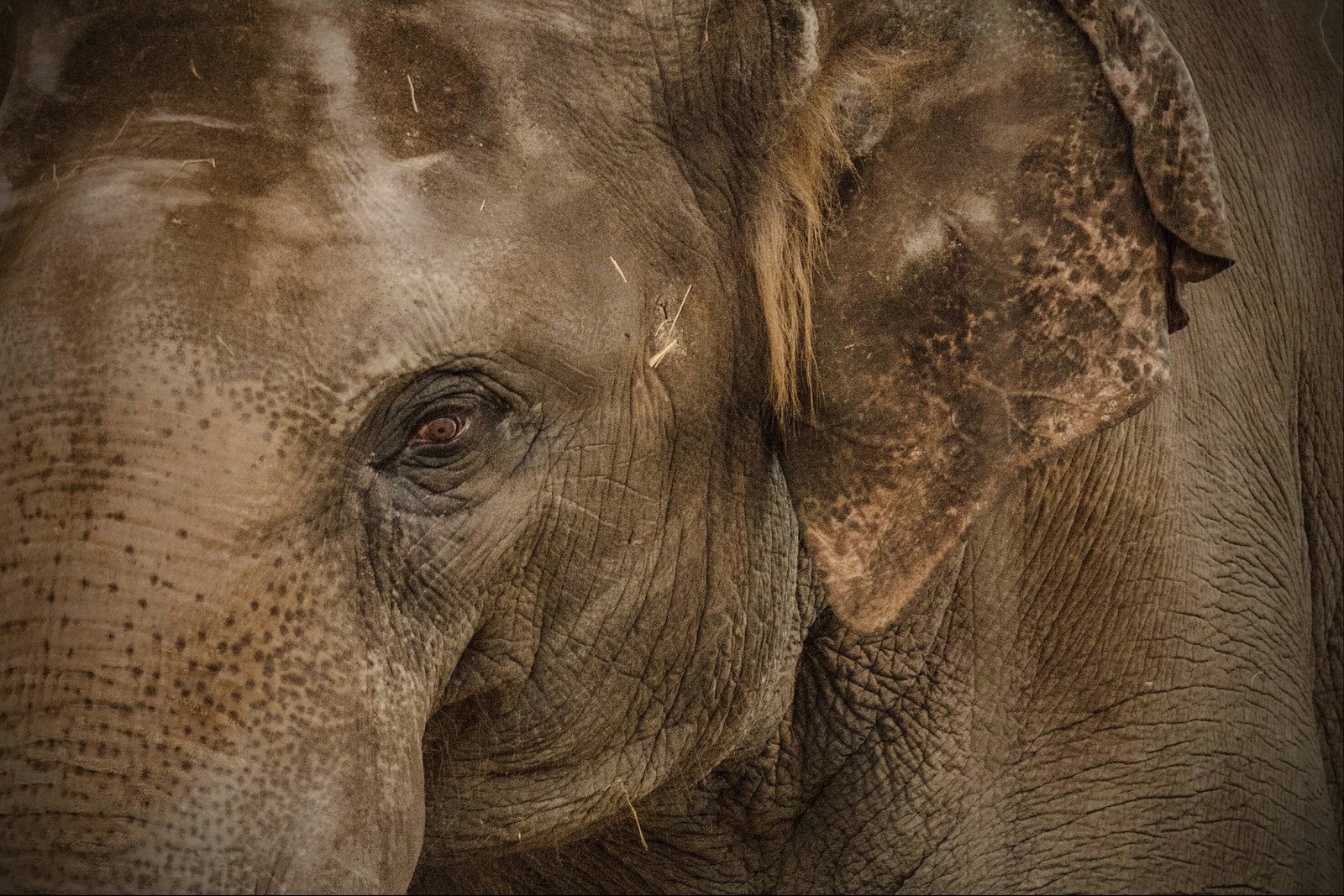 Inhabitants of the Rostov Zoo - My, Zoo, Animals, Rostov-on-Don, Portrait, Fauna, Longpost