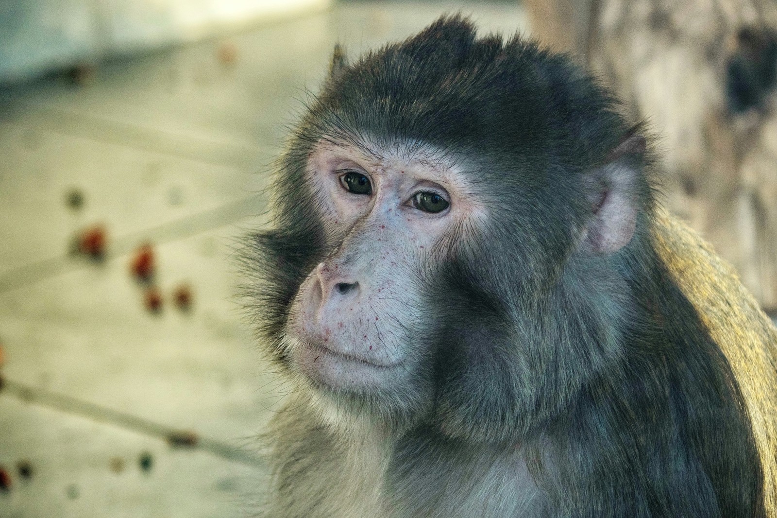 Inhabitants of the Rostov Zoo - My, Zoo, Animals, Rostov-on-Don, Portrait, Fauna, Longpost