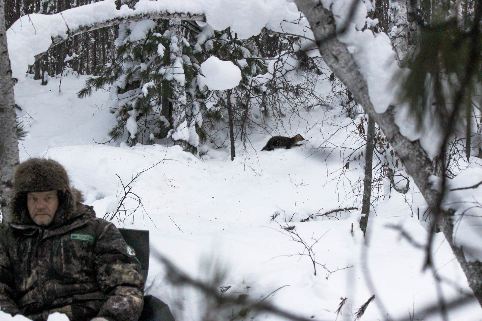 First meeting. - Sable, Barguzin Nature Reserve, Artur Murzakhanov, , Not mine, Longpost, Communication, State Inspector