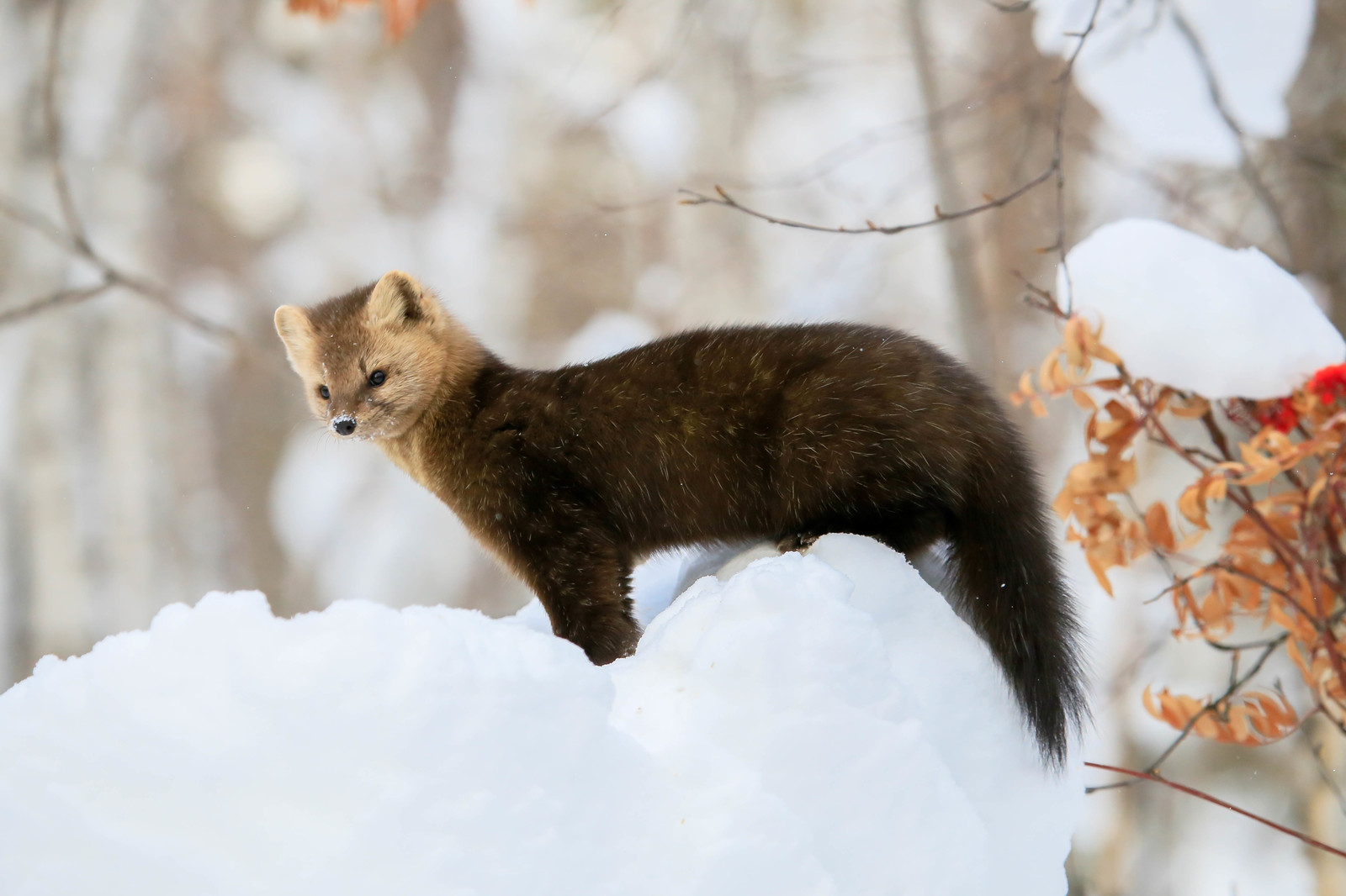 First meeting. - Sable, Barguzin Nature Reserve, Artur Murzakhanov, , Not mine, Longpost, Communication, State Inspector