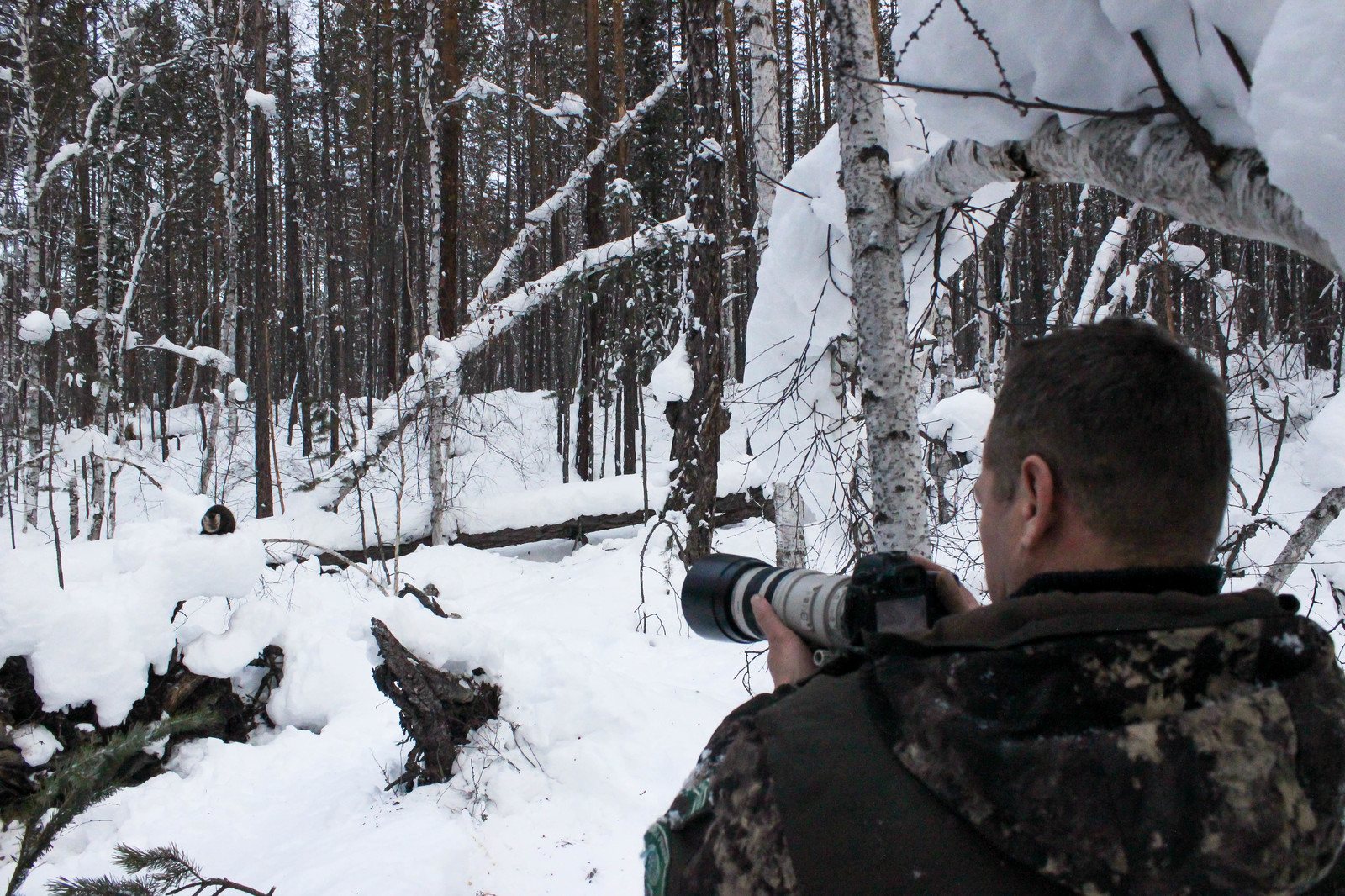 First meeting. - Sable, Barguzin Nature Reserve, Artur Murzakhanov, , Not mine, Longpost, Communication, State Inspector