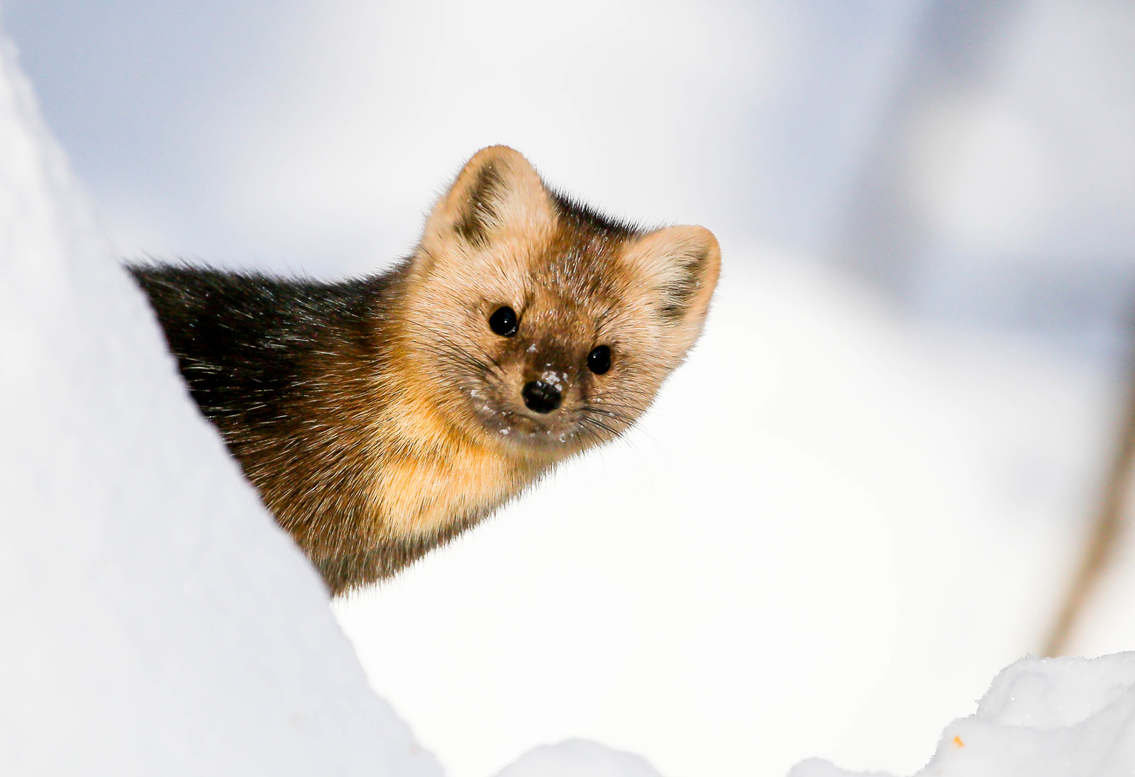 First meeting. - Sable, Barguzin Nature Reserve, Artur Murzakhanov, , Not mine, Longpost, Communication, State Inspector