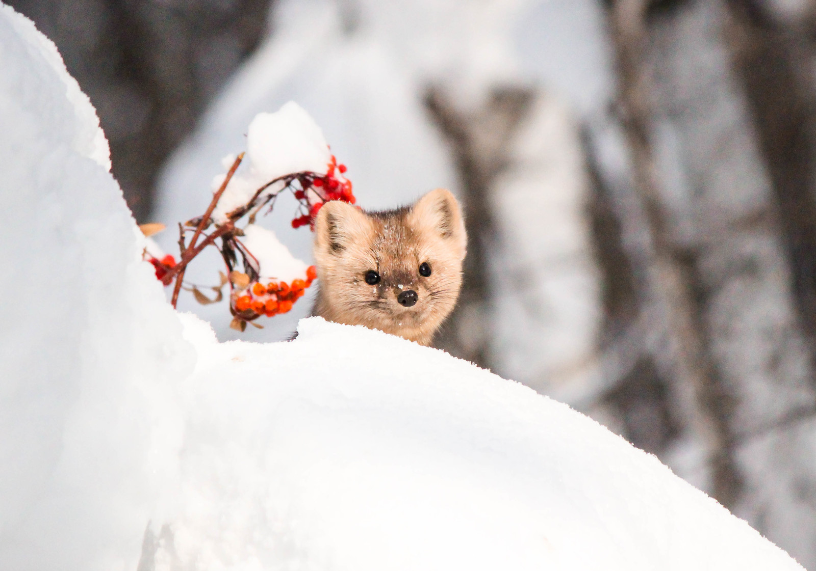 First meeting. - Sable, Barguzin Nature Reserve, Artur Murzakhanov, , Not mine, Longpost, Communication, State Inspector