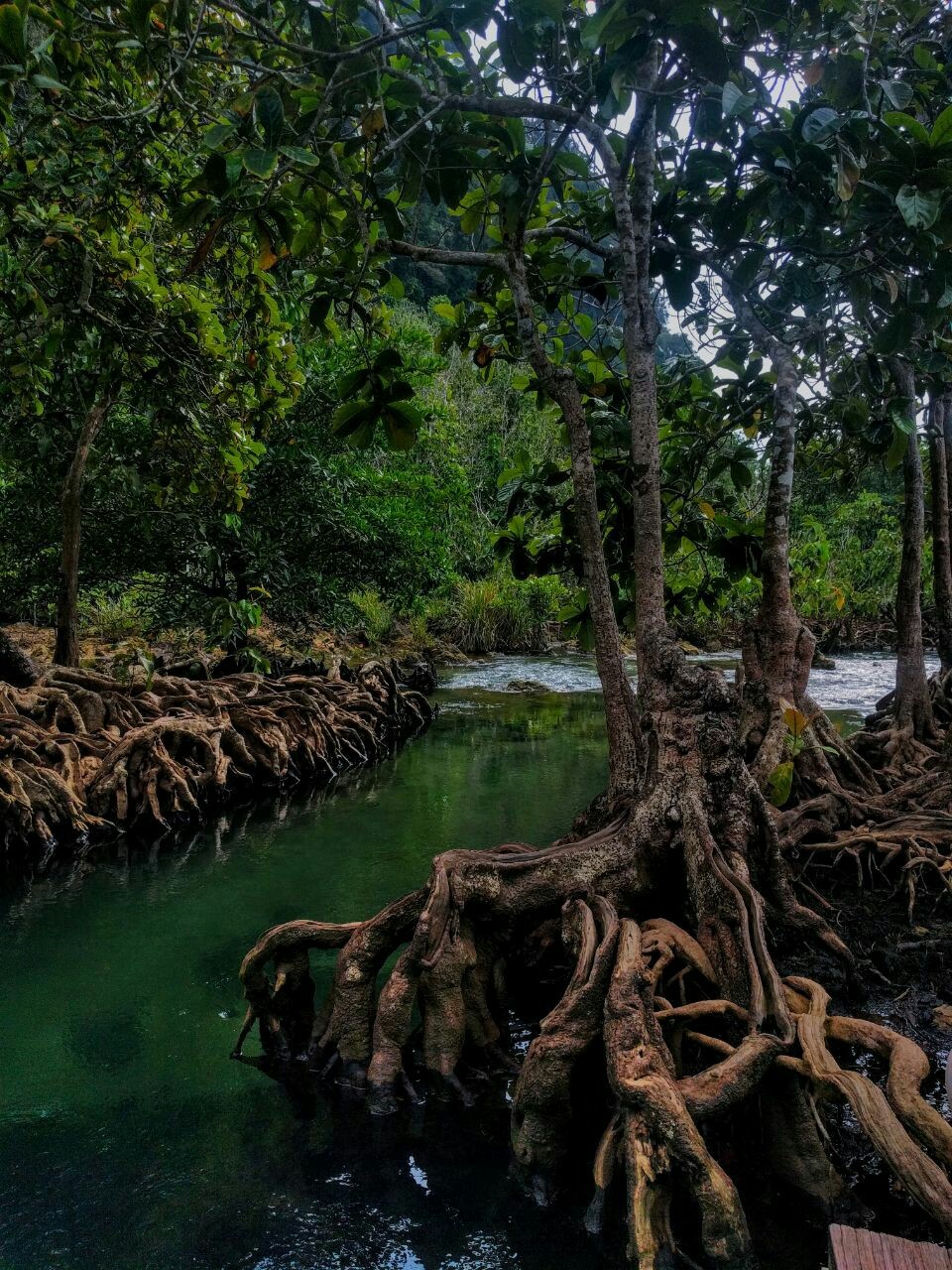 14 фото мангровых лесов: почему они так важны для Земли | TravelAsk | Дзен