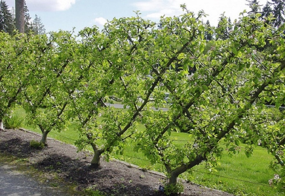 Как вырастить шпалерные яблони