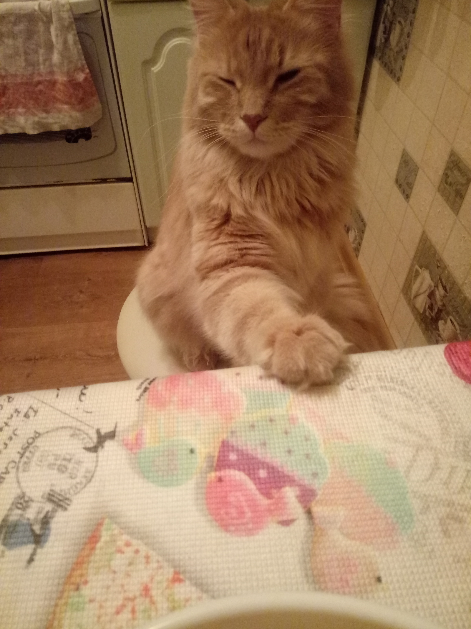 Asks to eat - My, cat, Maine Coon, Table, Longpost