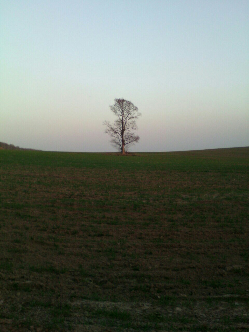 From the life of a tree - Wood, Tree, Tree, Nature, beauty of nature, Longpost