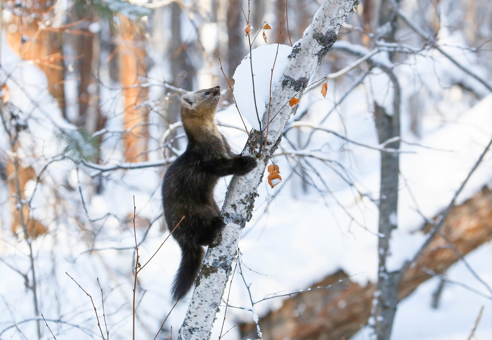 About Sable Baby - 2 - Barguzin Nature Reserve, Artur Murzakhanov, Communication, State Inspector, Longpost, Sable