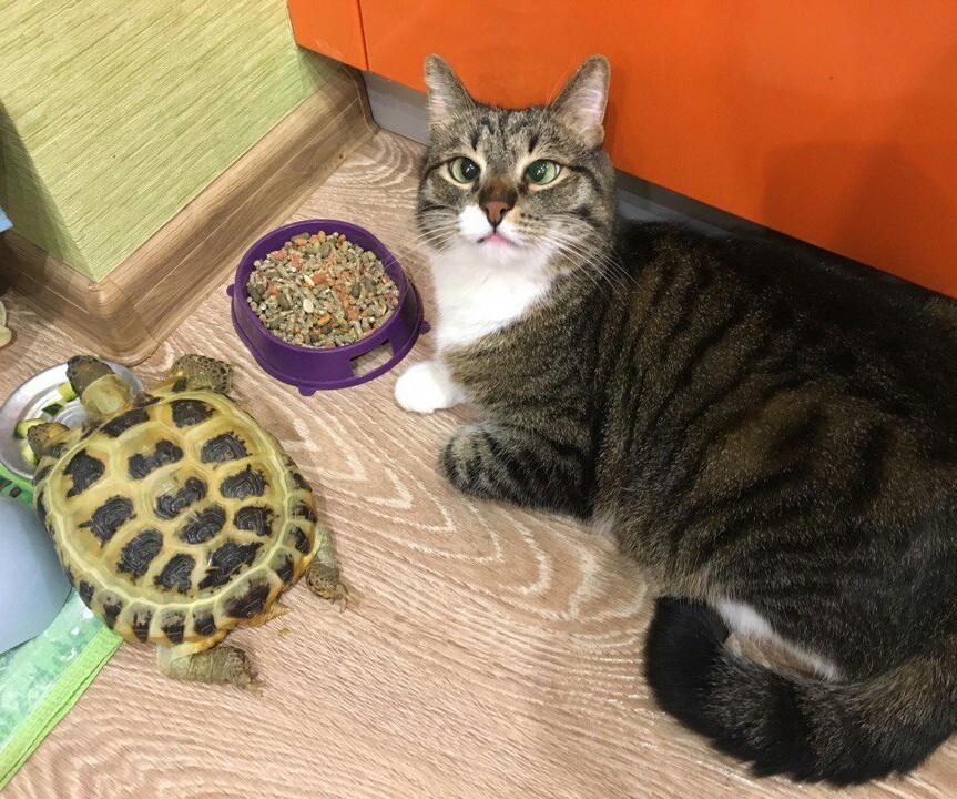 Will they feed me today? - My, Cat Semen, Turtle, Astonishment, cat