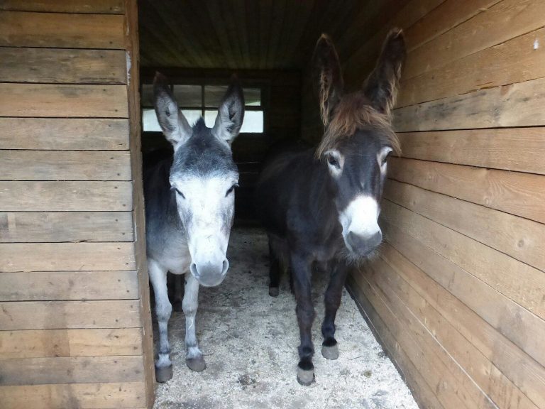 Donkeys took children to the zoo, and then they became unnecessary ... What to do with such animals? - Good, Story, Donkey, Kindness, The rescue, Longpost, Help, Animals, Helping animals