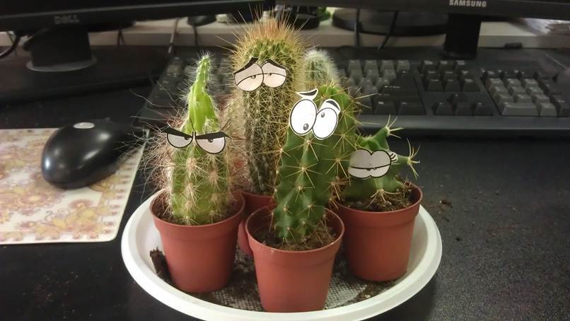 When colleagues are idiots :) - My, Colleagues, Humor, Cactus, Eyes