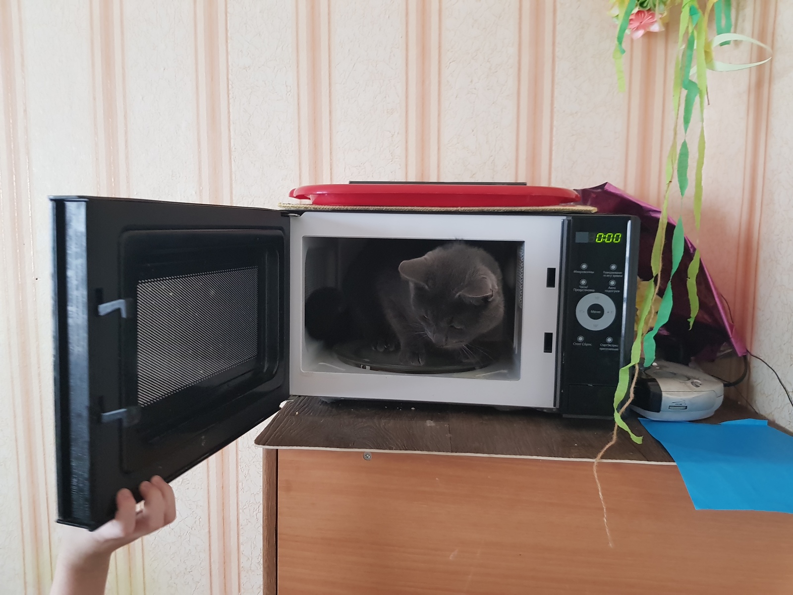 If the child is quiet... - My, cat, Microwave, Children