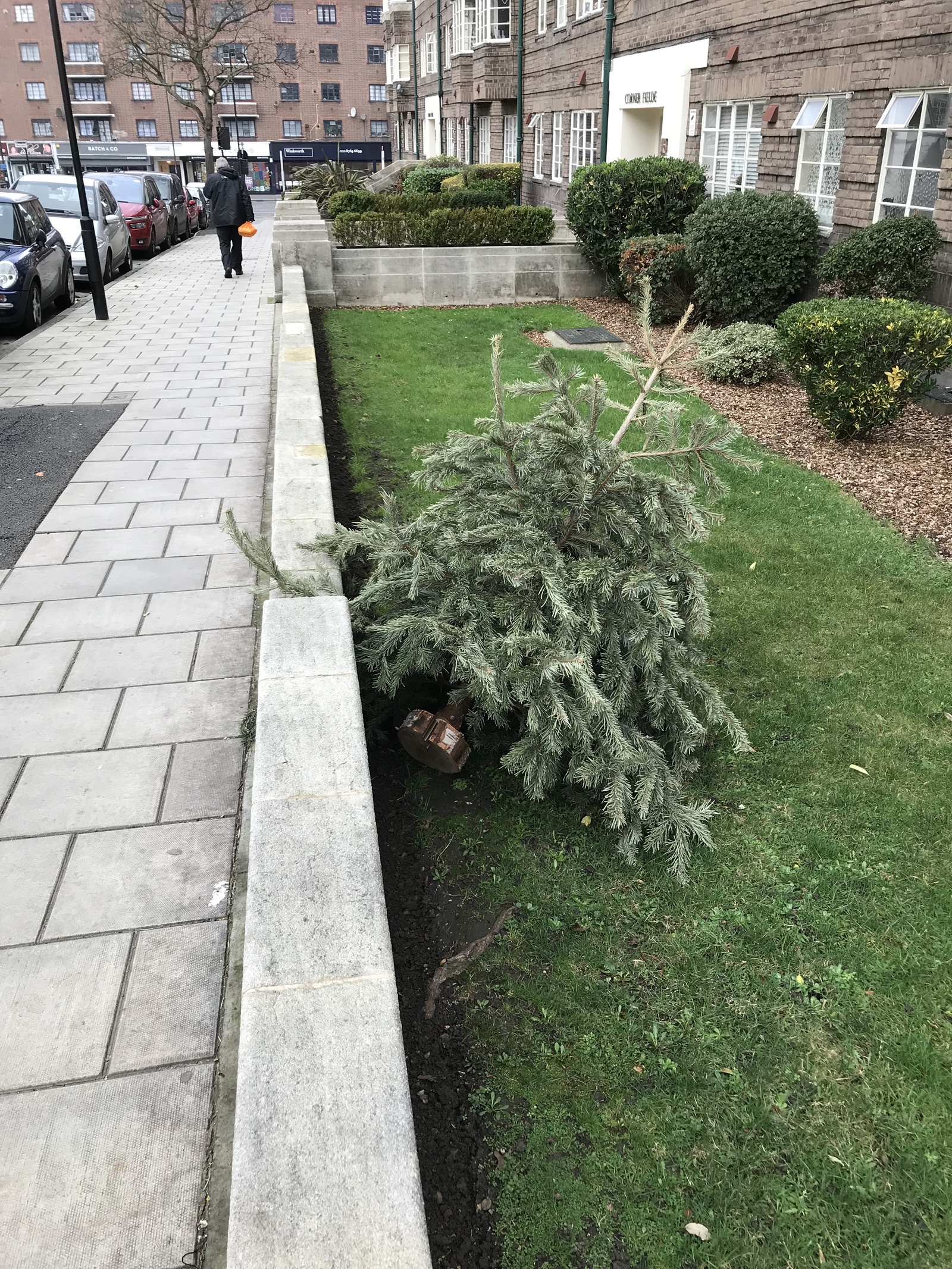 How Christmas trees are thrown away in England - My, Christmas trees, New Year, England, Longpost