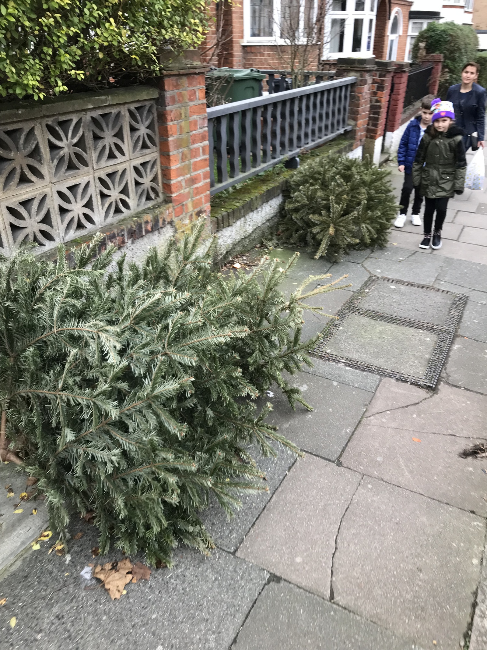 How Christmas trees are thrown away in England - My, Christmas trees, New Year, England, Longpost