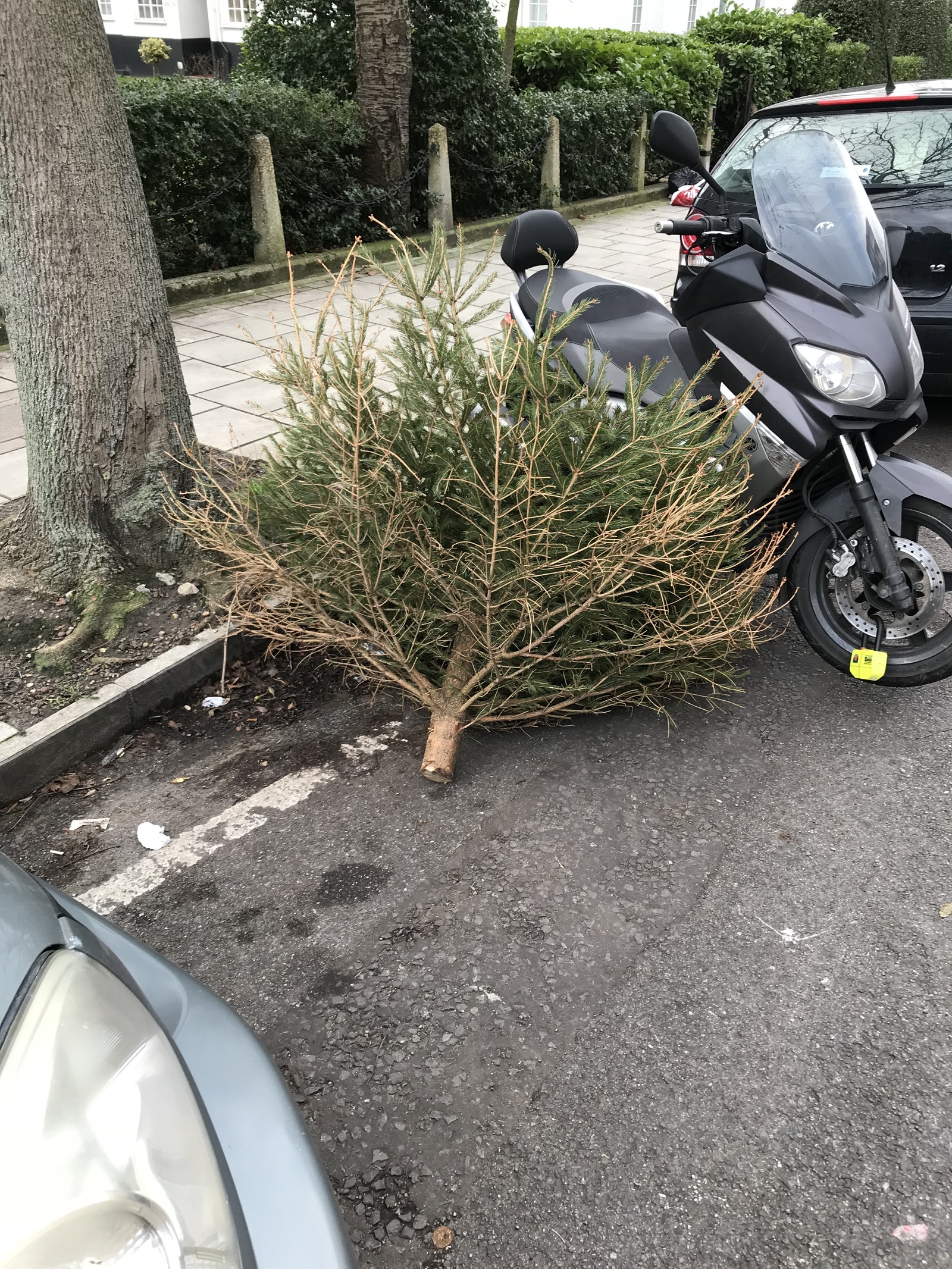 How Christmas trees are thrown away in England - My, Christmas trees, New Year, England, Longpost