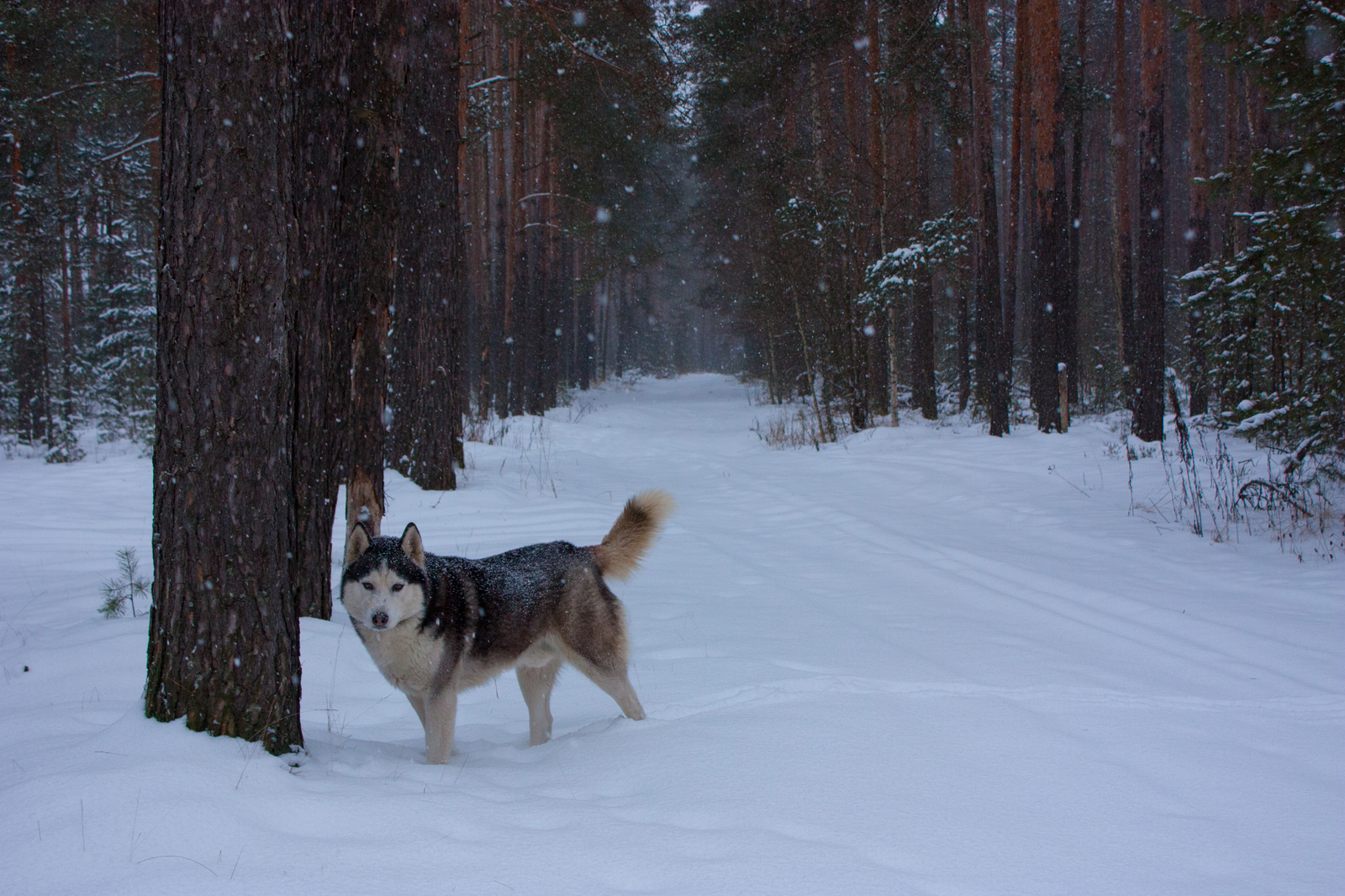Snowy. - My, Canon 450d, Canon, Caucasian Shepherd Dog, Husky, Dog, Forest, Winter