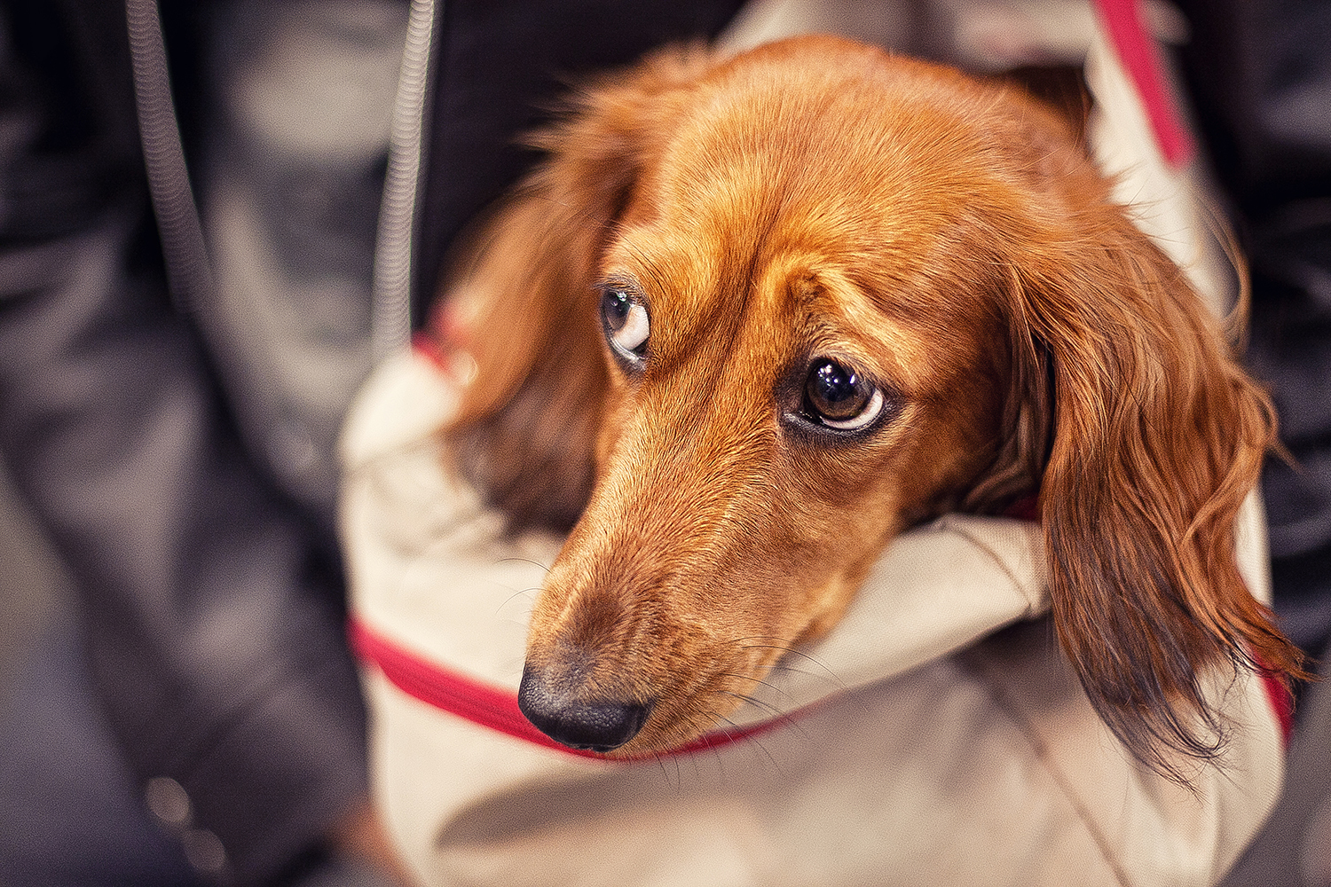 When you wait for her to come. - My, Dog, Prague, Mood, Friend of human, Lifestyle, Czech, Longpost