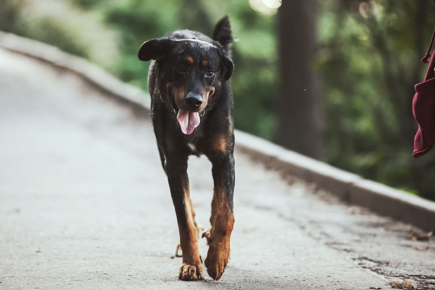 When you wait for her to come. - My, Dog, Prague, Mood, Friend of human, Lifestyle, Czech, Longpost