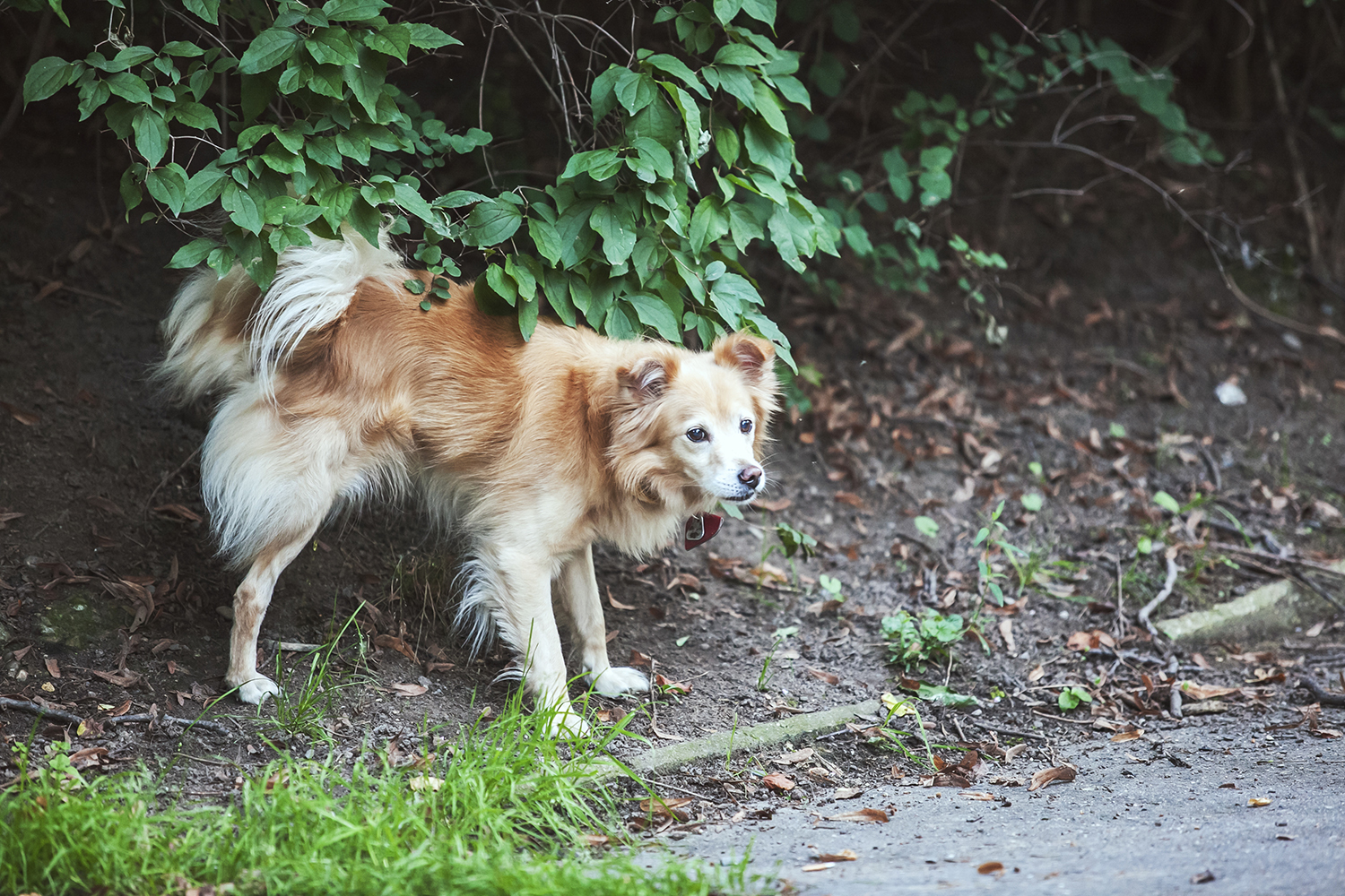 When you wait for her to come. - My, Dog, Prague, Mood, Friend of human, Lifestyle, Czech, Longpost