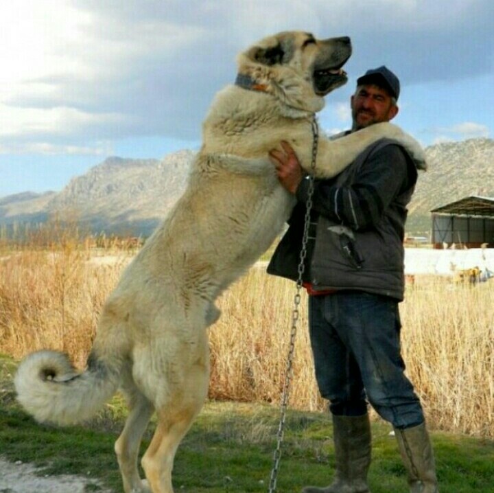 Turkmen alabai - Alabai, Turkmens, Dog