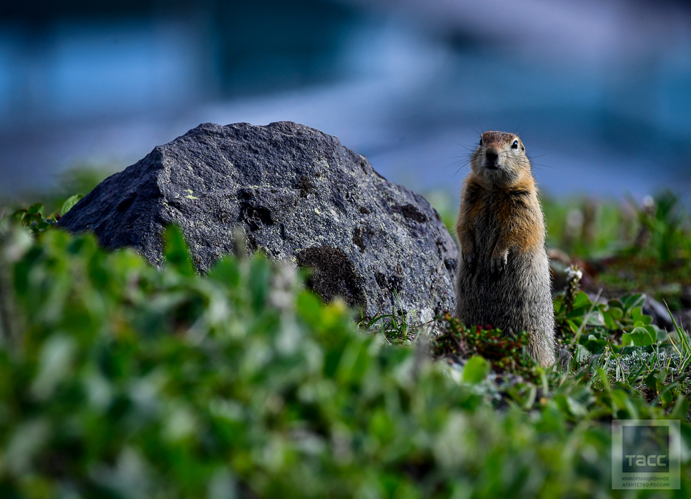 Kamchatka Evrazhki - Kamchatka, Evrazhka, Longpost