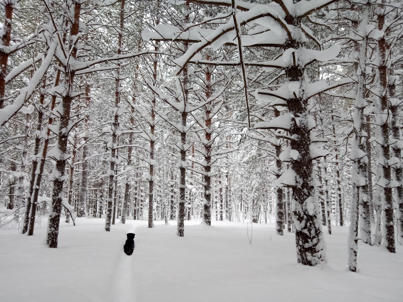 Snow, snowball, snowball - My, The photo, Dog, Snow, Forest, Novosibirsk