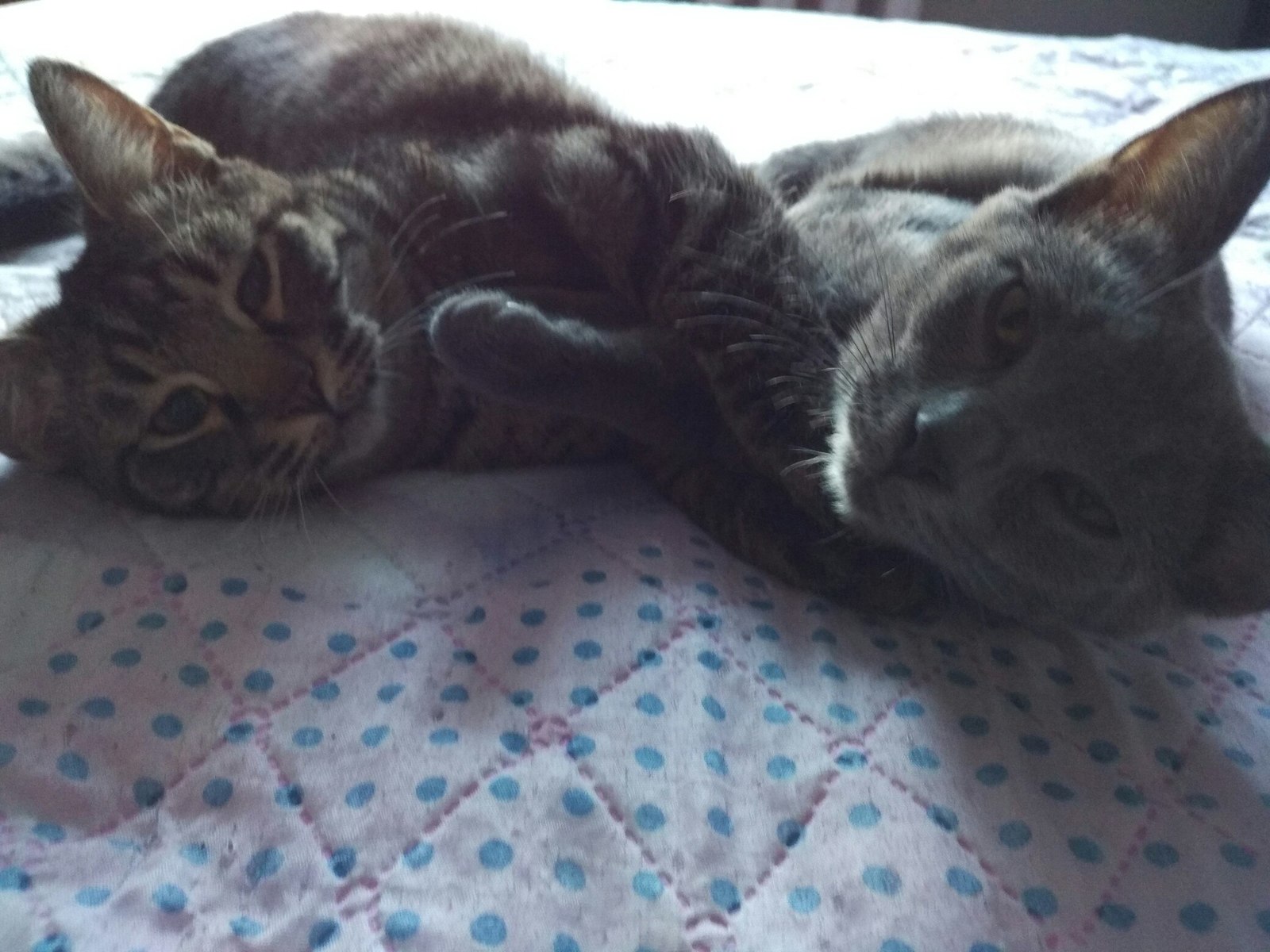 It was became. My cats) - My, Catomafia, , cat, , Longpost