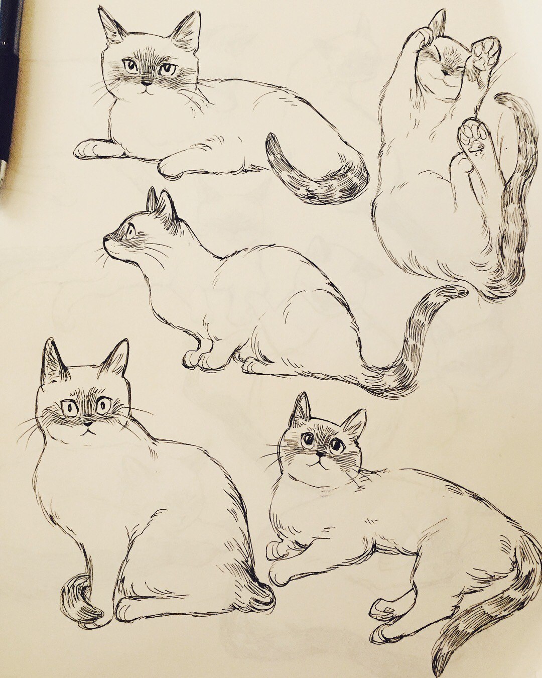 Bev Johnson - cat, Drawing, Longpost