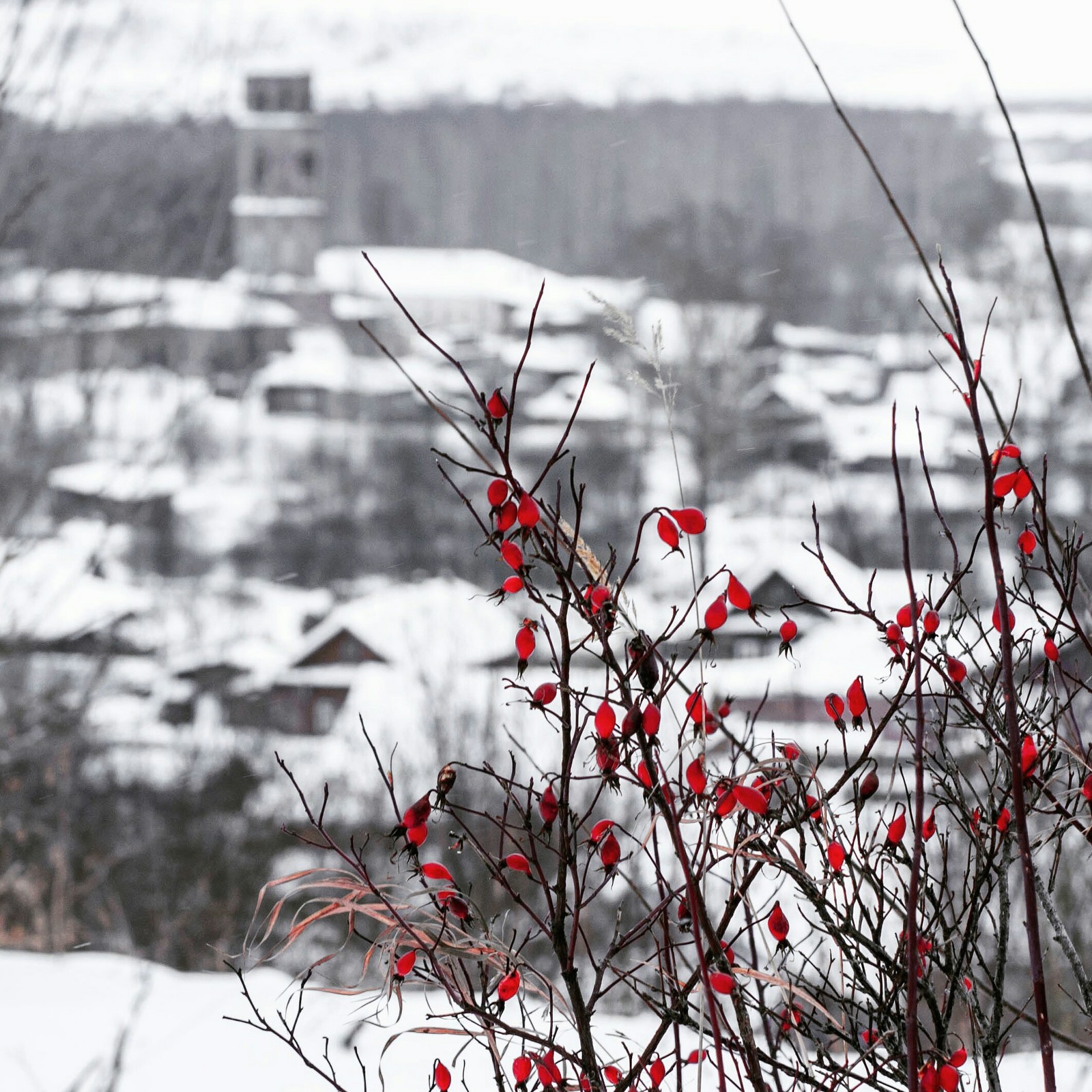 Such a different winter is beautiful - My, The photo, Winter, I want criticism, Longpost