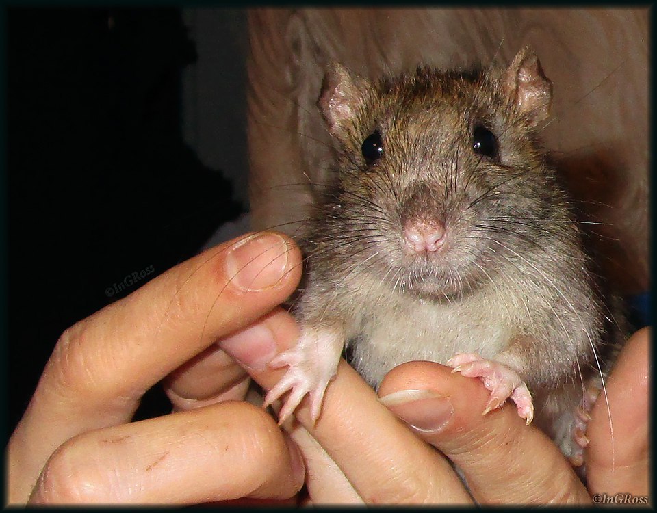 Wild rat (pasyuk) rescued from grass. Look into her eyes... - My, Rat, Pasyuk, Rat Chronicles, , The photo, Intelligence, Rodents