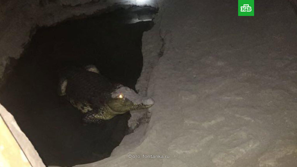 Crocodile in the basement of a house in St. Petersburg - Crocodile, Basement, Saint Petersburg, Fake, Not fake, Crocodiles