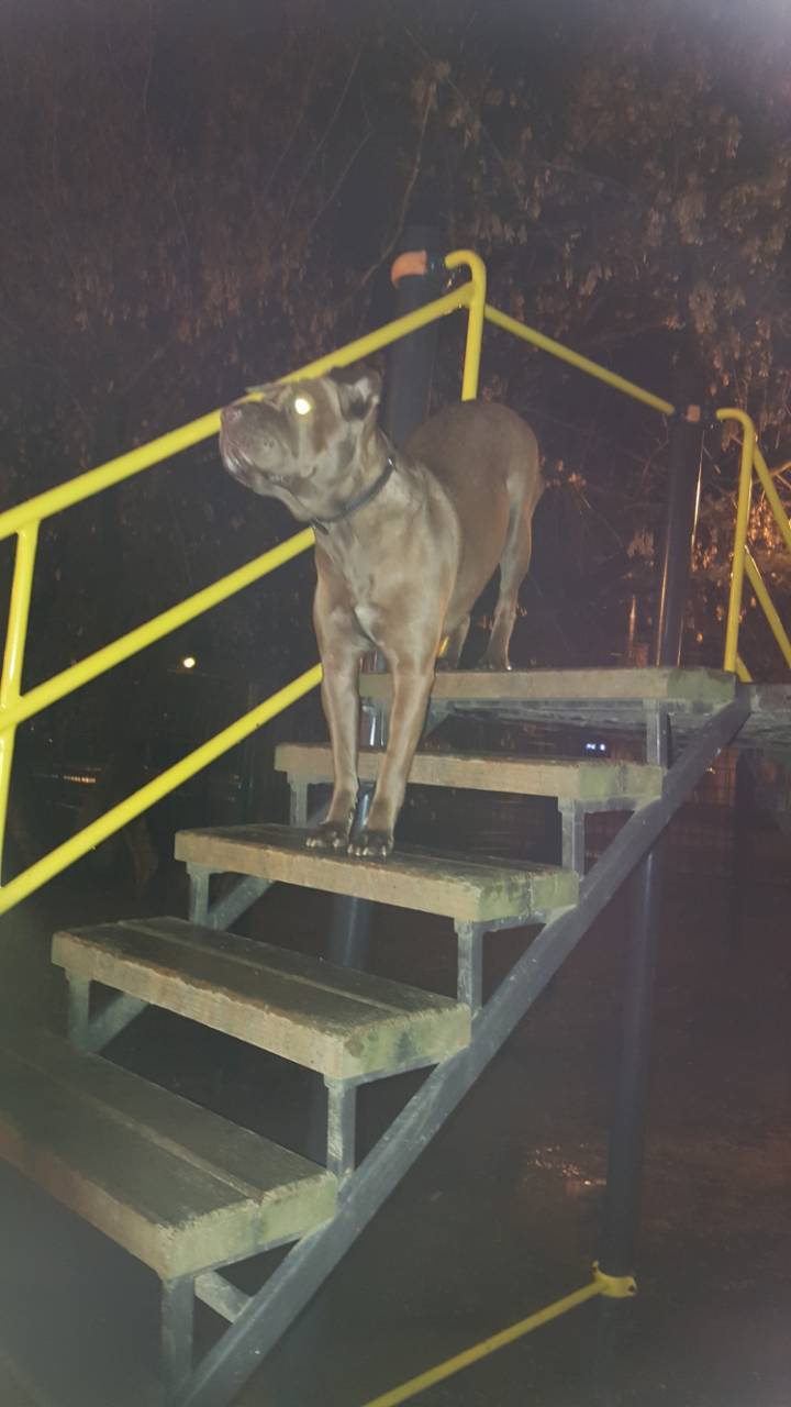 Lost dog, Shar-Pei mix. 4.01.18 - My, The dog is missing, , Dog, Help, Help me find, Longpost, Moscow